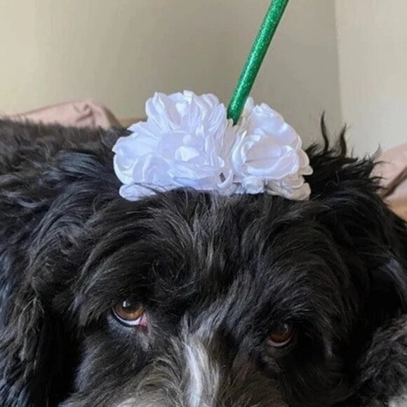 new Dog Halloween costume coffee starbucks headpiece whip cream Frappuccino - Picture 1 of 10